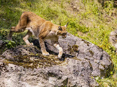 Wildpark Bad Mergentheim