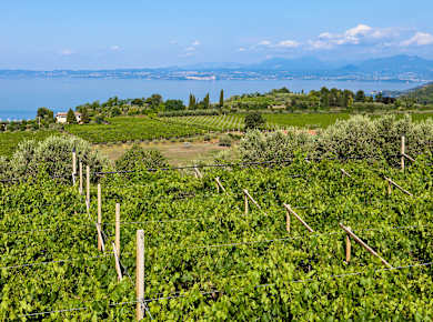 Bardolino, Strada del Vino Bardolino