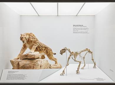 Basel, Naturhistorisches Museum Basel