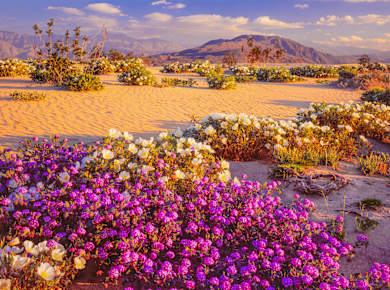 Borrego Springs, CA, Anza Borrego Desert State Park