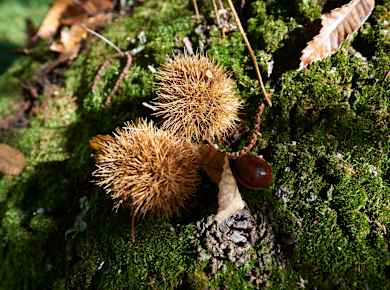 Castasegna, Kastanien-Lehrpfad
