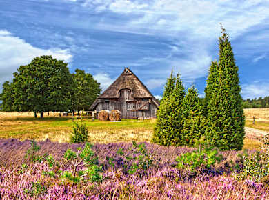 Lüneburger Heidelandschaft