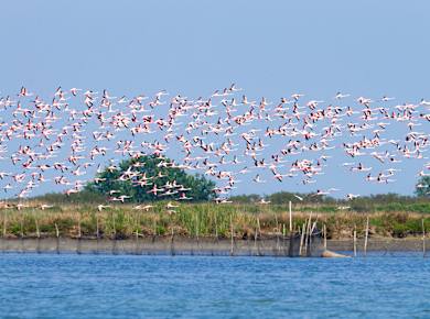 Comacchio, Parco Regionale del Delta del Po