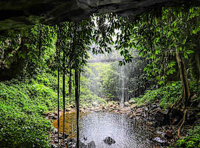 Dorrigo, Dorrigo National Park