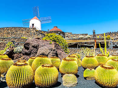 Der Jardín de Cactus auf Lanzarote