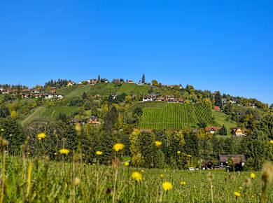 Eibiswald, Schilcher Weinstraße