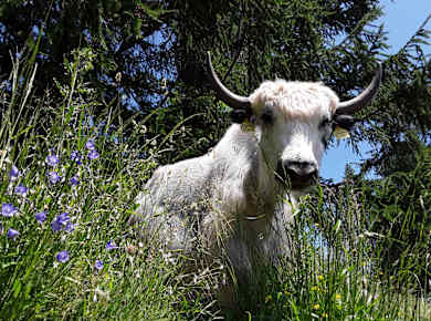 Embd, Alp Roti Flüo