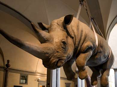 Firenze, Museo di Storia Naturale di Firenze