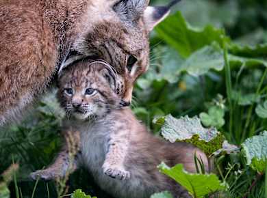 Fusch an d. Glocknerstr., Wildpark Ferleiten