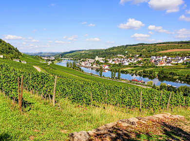Grevenmacher, Weinberge mit Blick auf Mosel und das Dorf Wellen