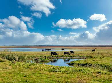 Hattstedtermarsch, Beltringharder Koog