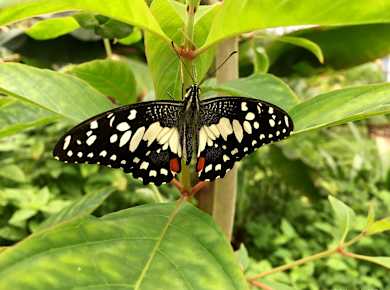 Vlinderparadijs Papiliorama
