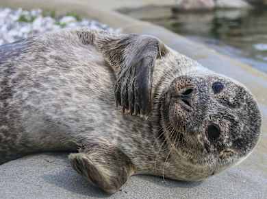 Hirtshals, Nordsøen Oceanarium