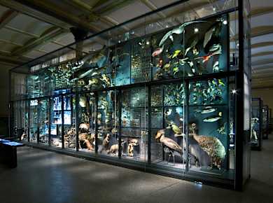 Berlin, Museum für Naturkunde