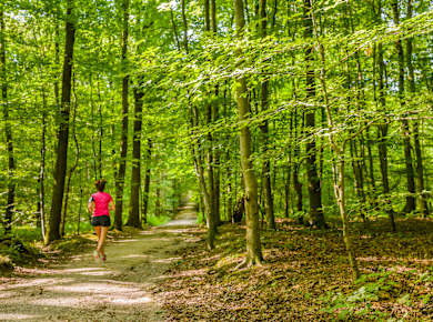 Brüssel-Auderghem, Zonienwald