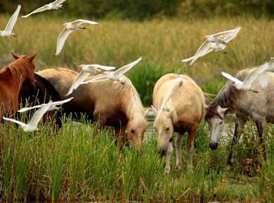 Castello d'Empúries, Parc Natural dels Aiguamolls de l'Emporda