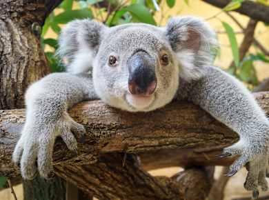 Dresden, Zoo Dresden