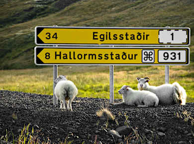 Hallormsstaður National Forest