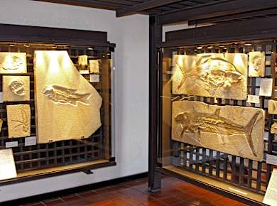 Eichstätt, Jura-Museum