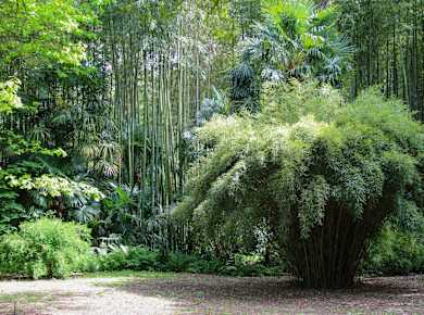 Générargues, Bambouseraie de Prafrance