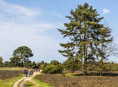 Haltern am See, Die Haard