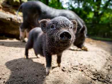 Rosengarten, Wildpark Schwarze Berge