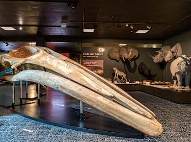 Hamburg, Zoologisches Museum