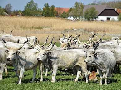 Hortobágyi Nemzeti Park
