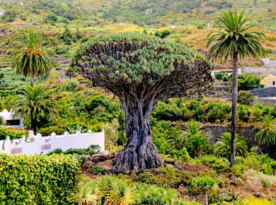 Icod de los Vinos, Drago Milenario