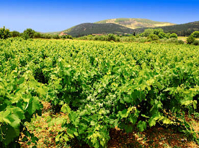 Omala (Insel Kefalonia), Robola Kefalonia