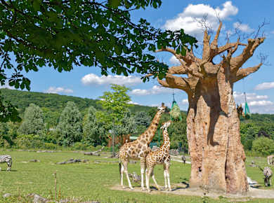 Kronberg im Taunus, Opel-Zoo