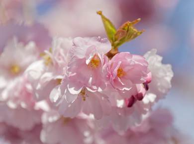 Stockholm, Kungsträdgården