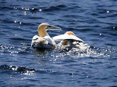 Sept-Îles Perros-Guirec
