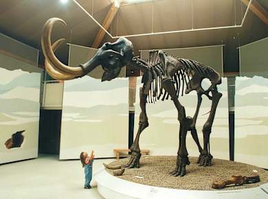 Siegsdorf, Naturkunde- und Mammut-Museum