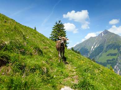 Hochgebirgs-Naturpark Zillertaler Alpen