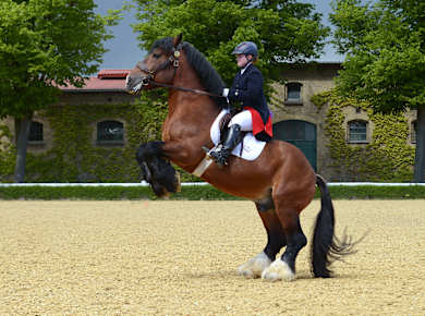 Warendorf, Nordrhein-Westfälisches Landgestüt