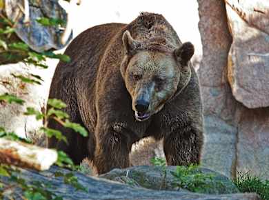 Innsbruck, Alpenzoo Innsbruck