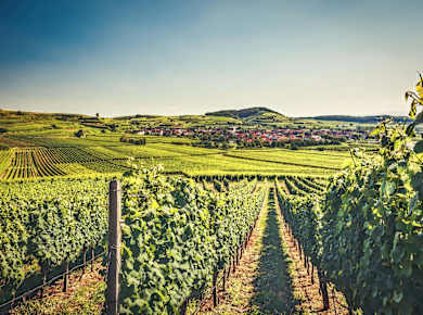 Kaiserstuhl und Tuniberg