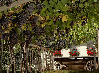 Kaltern, Südtiroler Weinmuseum