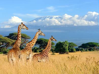 Mount Kilimanjaro Nationalpark