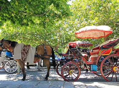 Kerkira/Korfu-Stadt (Insel Korfu), Pferdekutschen
