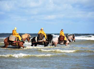 Koksijde, Krabbenfischer zu Pferd