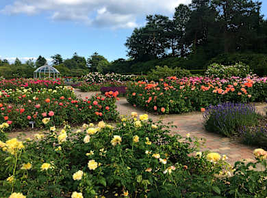 Kolding, Geografisk Have og Rosenhaven