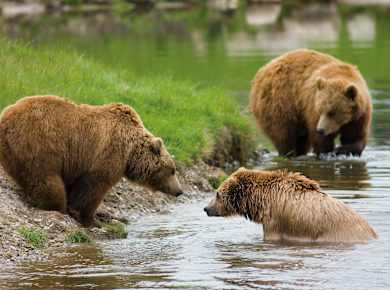 Skandinavisk Dyrepark