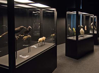 Lausanne, Musée de zoologie