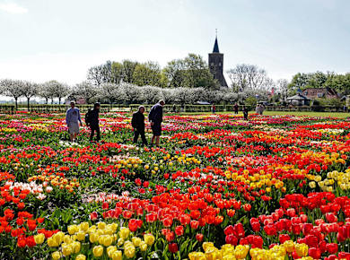 Limmen, Hortus Bulborum