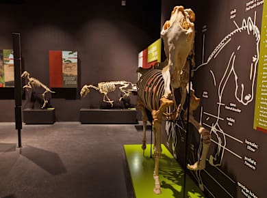 Lipica-Sežana, Museum Lipikum