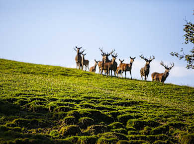 Lochau, Alpenwildpark Pfänder