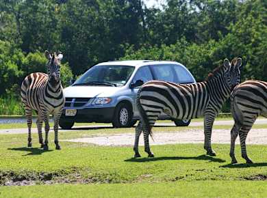 Loxahatchee, FL, Lion Country Safari