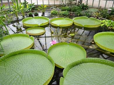 Magdeburg, Gruson-Gewächshäuser